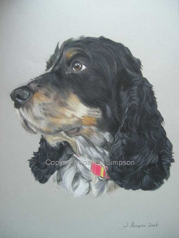 Cocker Spaniel portrait by Joanne Simpson